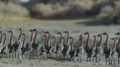 PLANETA PREHISTÓRICO - Temporada 2 - Parte 3