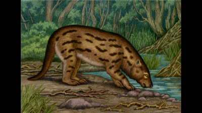 todo sobre el proborhyaena