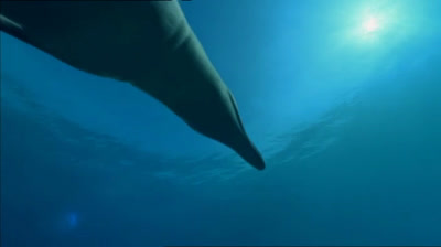 Caminando entre las Bestias - 02 - Ballena Asesina - BBC (2001).mp4
