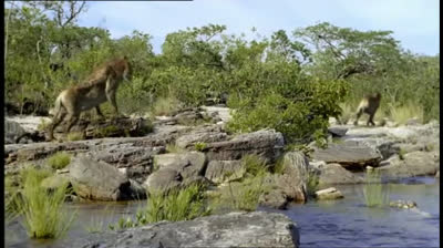 Caminando entre las Bestias - 05 - Felinos Ancestrales - BBC (2001).mp4